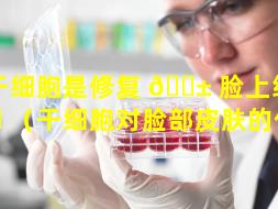 干细胞是修复 🐱 脸上细胞 🦍 （干细胞对脸部皮肤的作用）